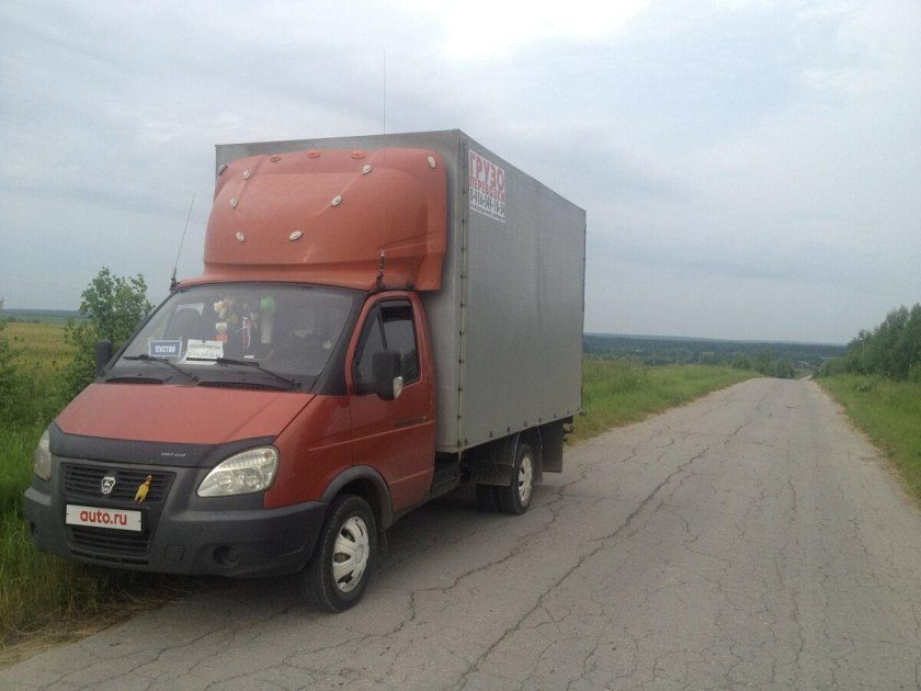 Газель серебристая