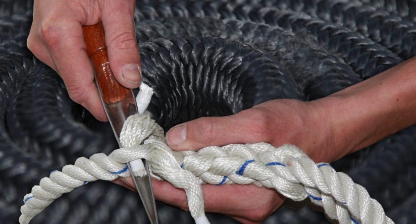 Длинный сплесень