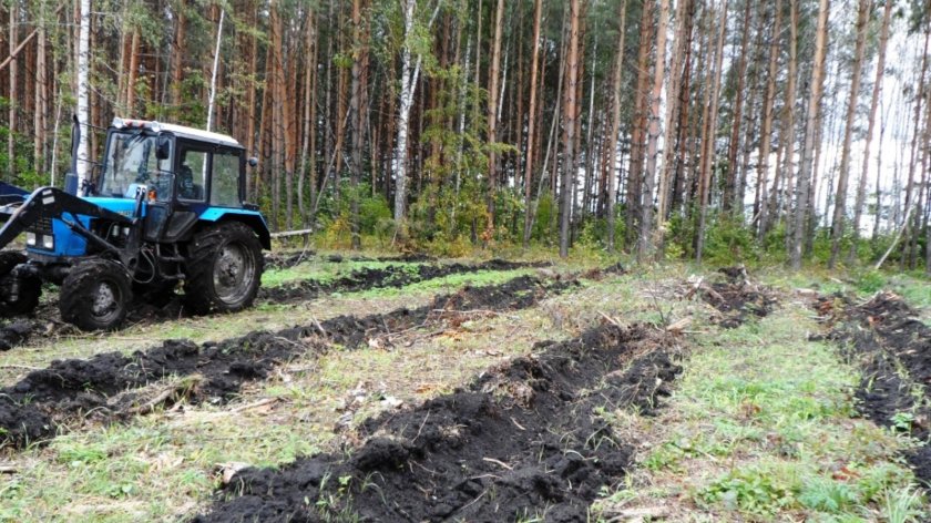 МТЗ 1221 опахивает лес