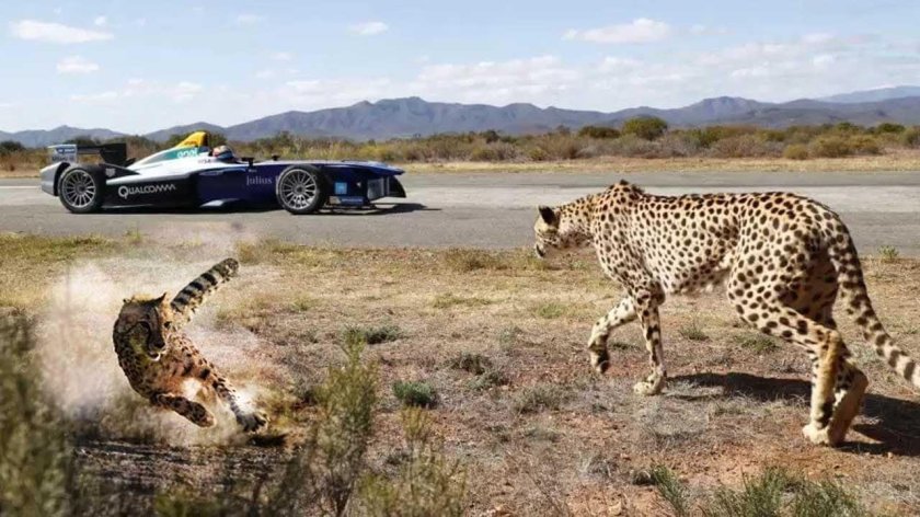 Гепард на 28 колесах