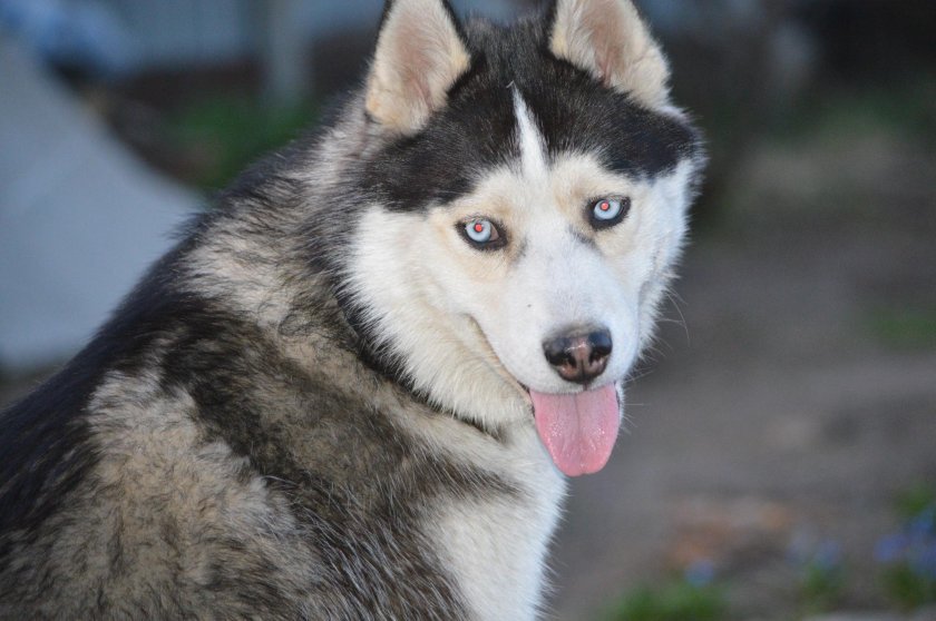 Хаски 1 год фото