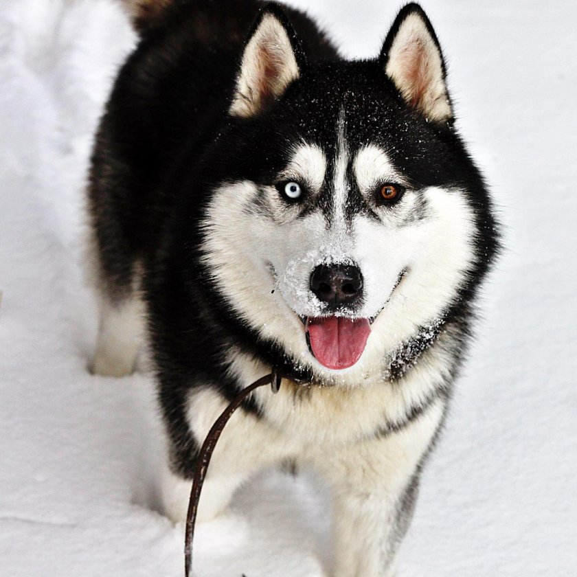 Западно Сибирская хаски