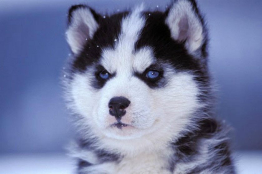 Хаски щенок
