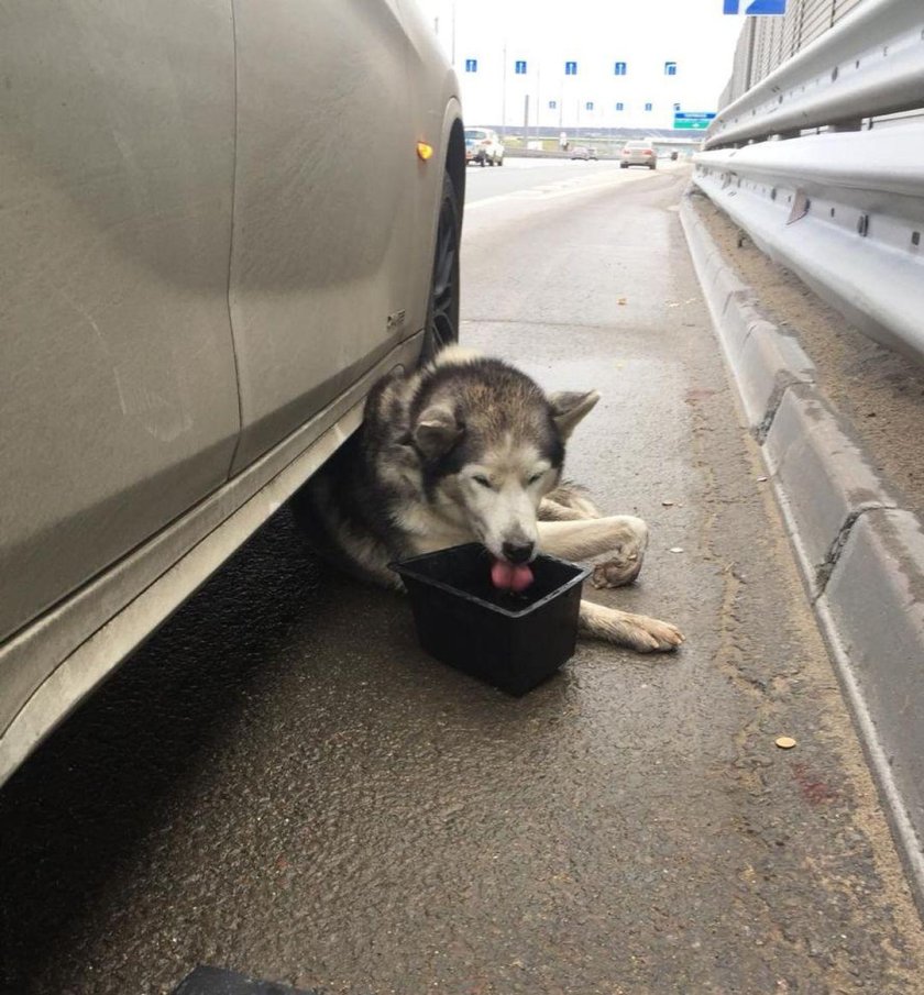 Собаку сбила машина