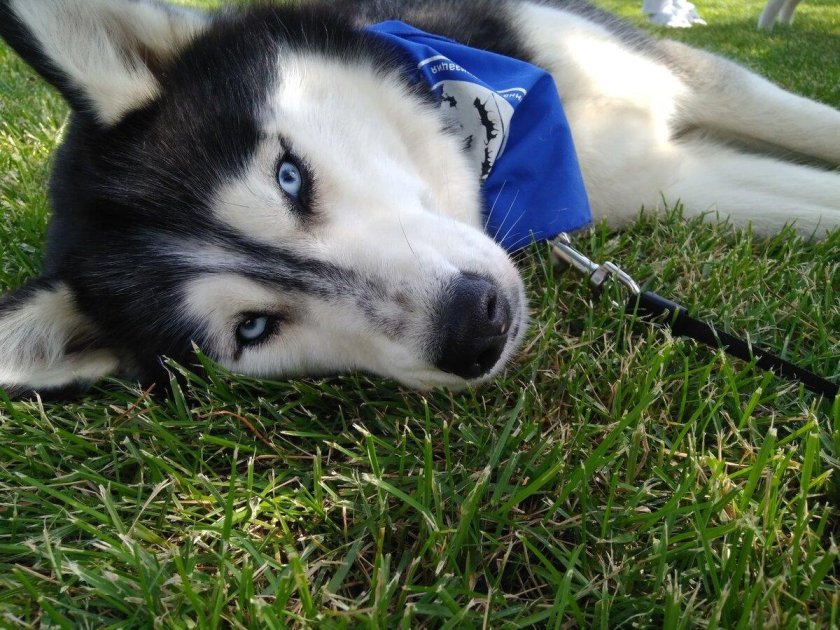 Хаски сэпполы порода