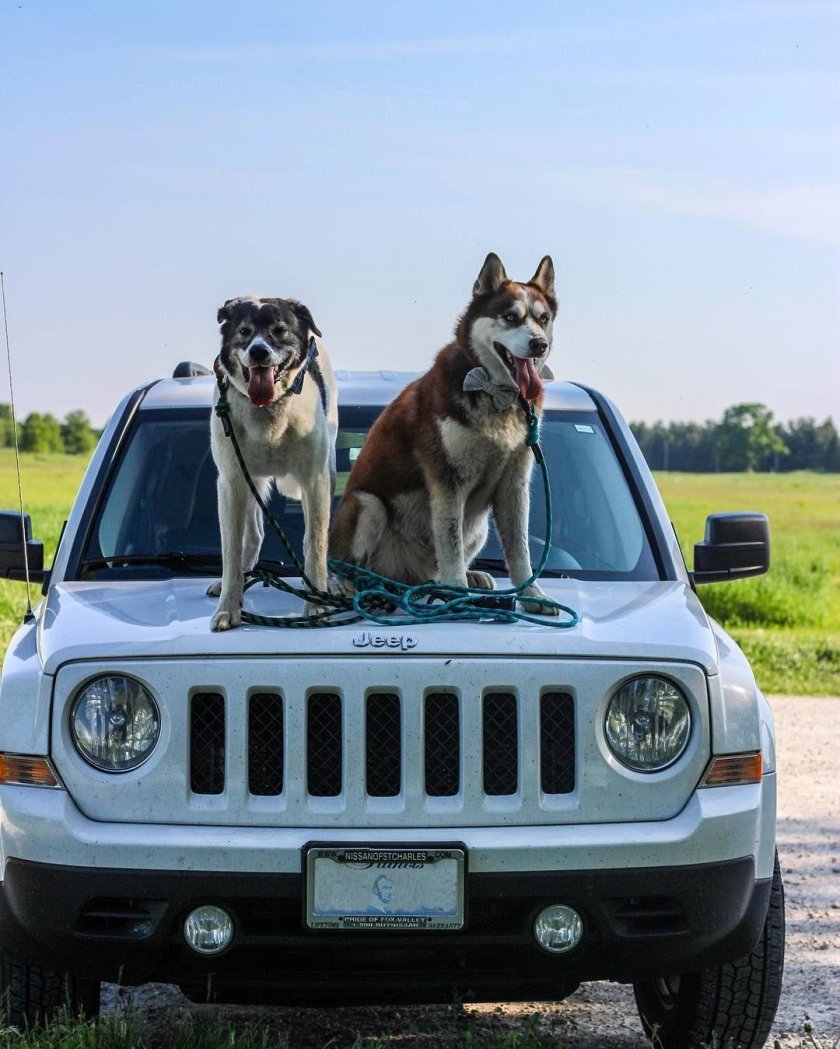 Хаски в машине