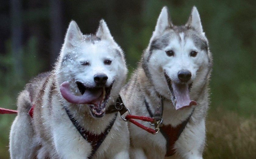 Хаски играет