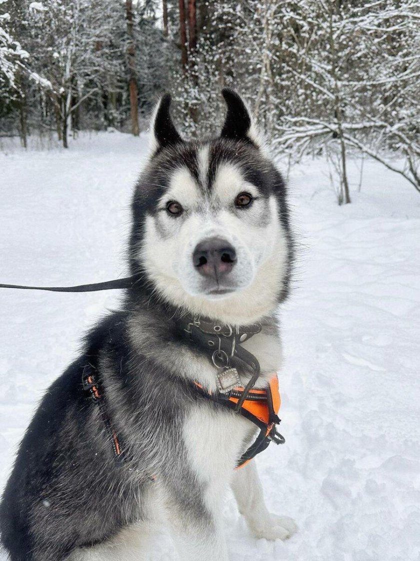 Лайка хаски маламут