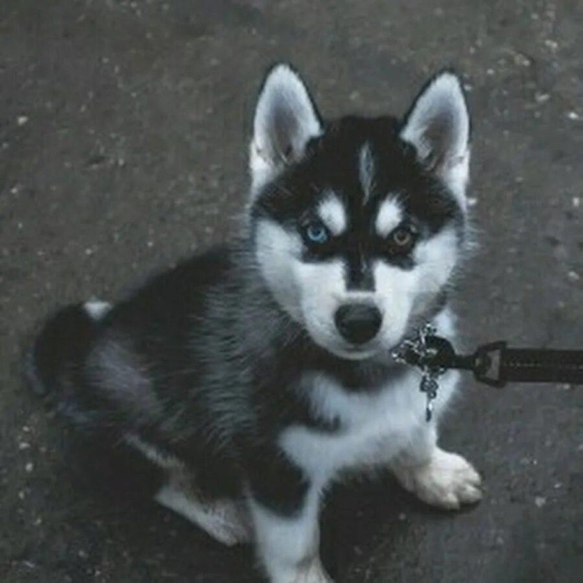 Хаски щенок разноглазый