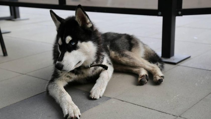 Сахалинский хаски