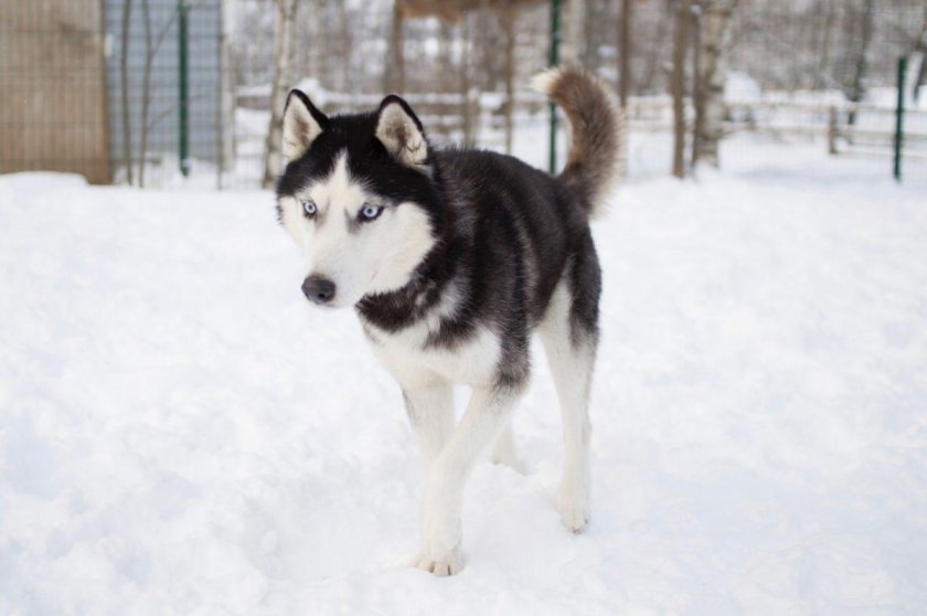 Сибирская хаска