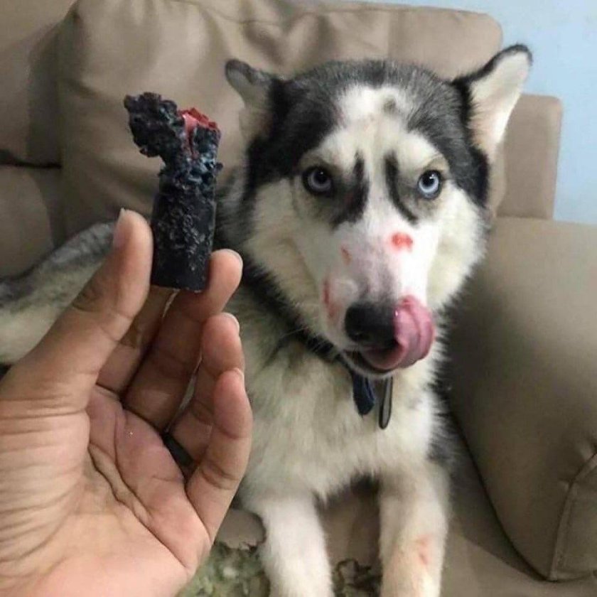 Пятнистый хаски