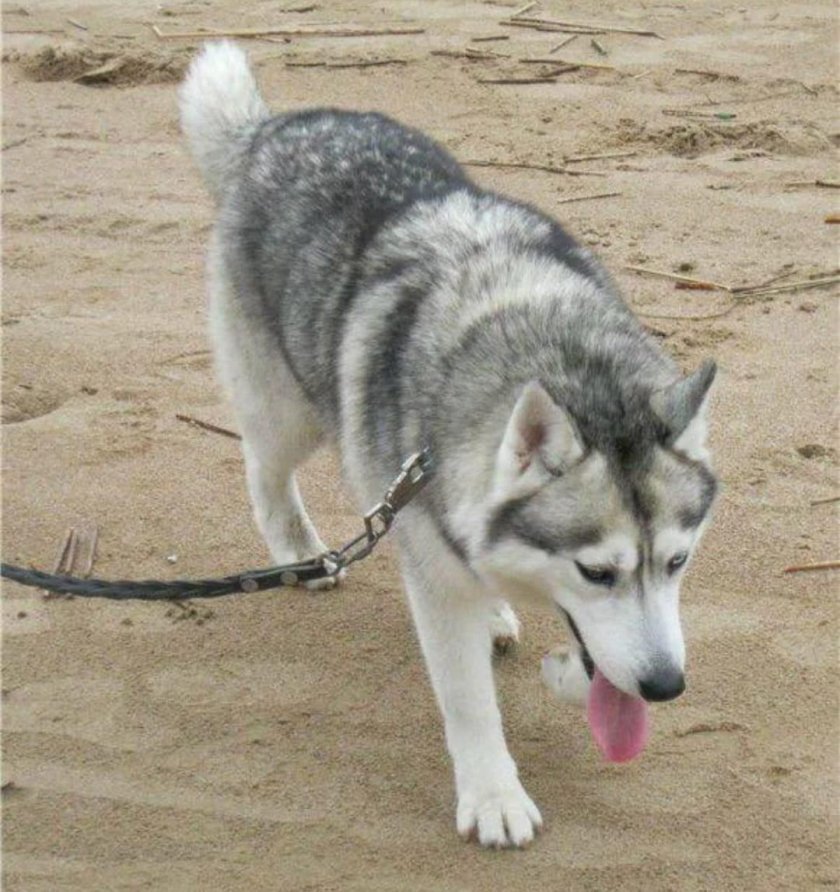 Сибирский хаски серый