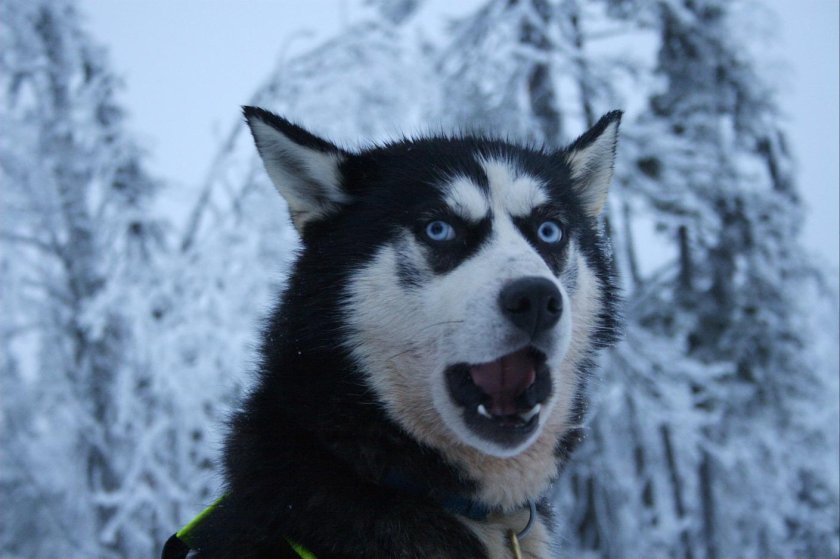 Хаски смешные