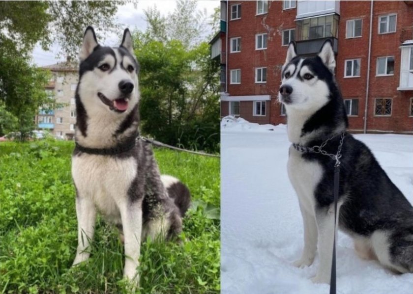 Хаски крадет носок