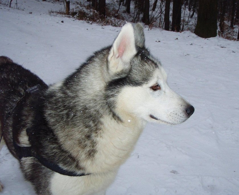 Щенки в Нижегородской области хаски Сибирские