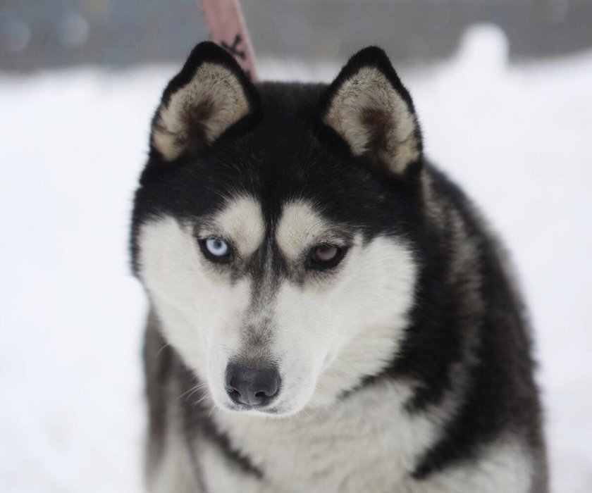 Сахалинский хаски щенок