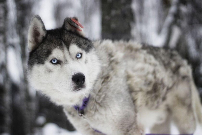 Сибирский хаски