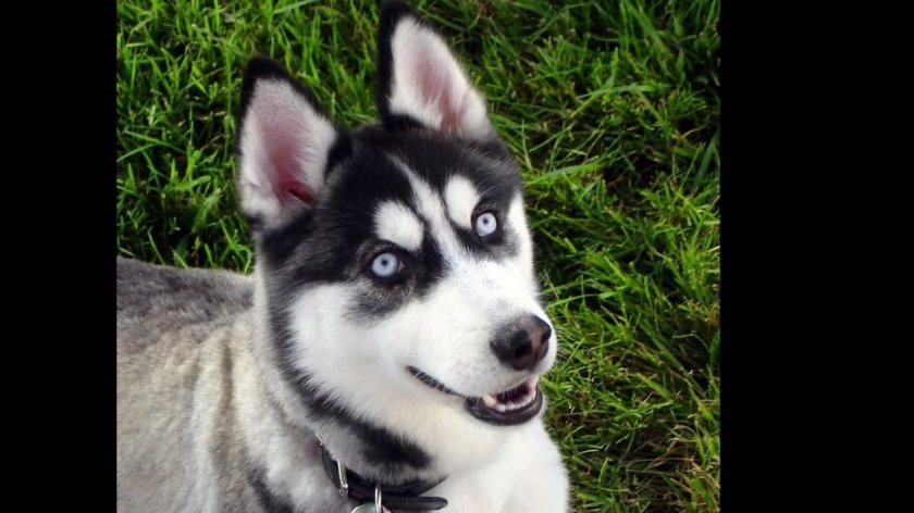 Собака сибирская хаски