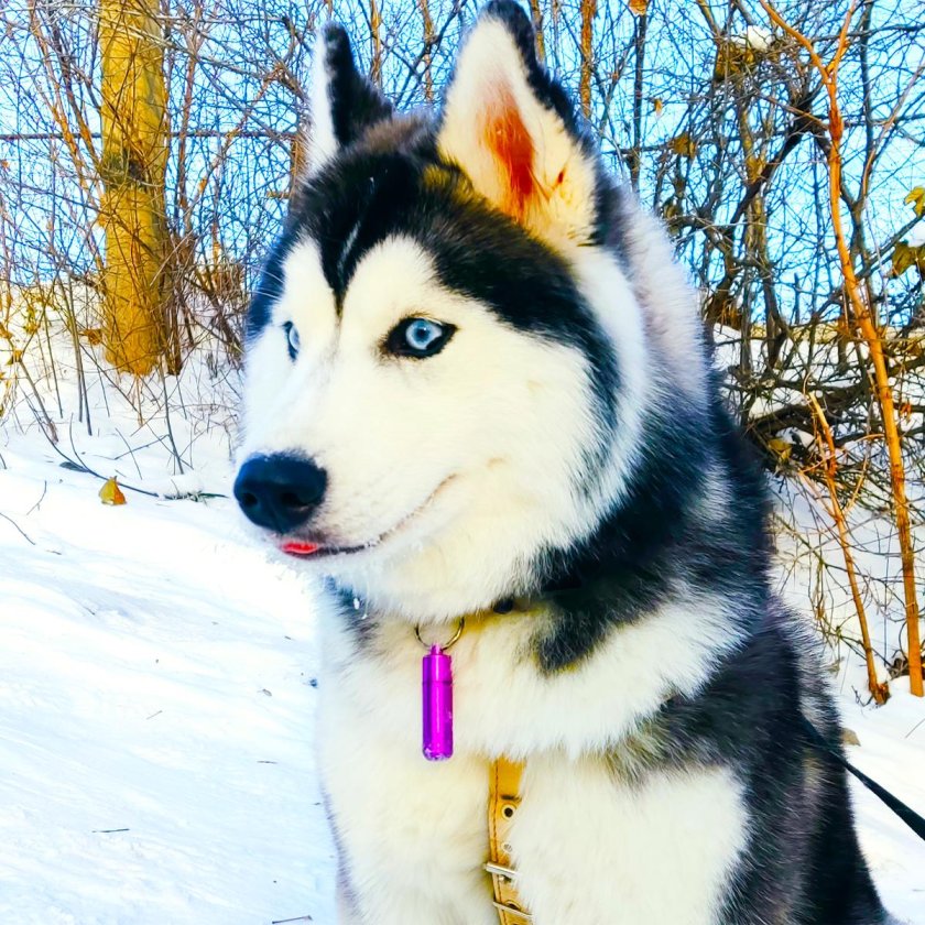 Порода собаки хаски