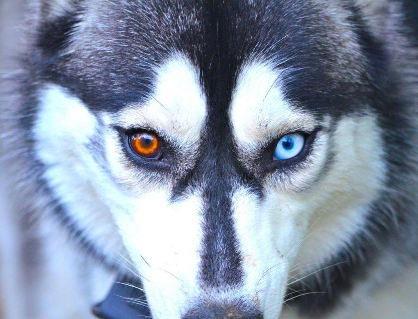 Хаски гетерохромия