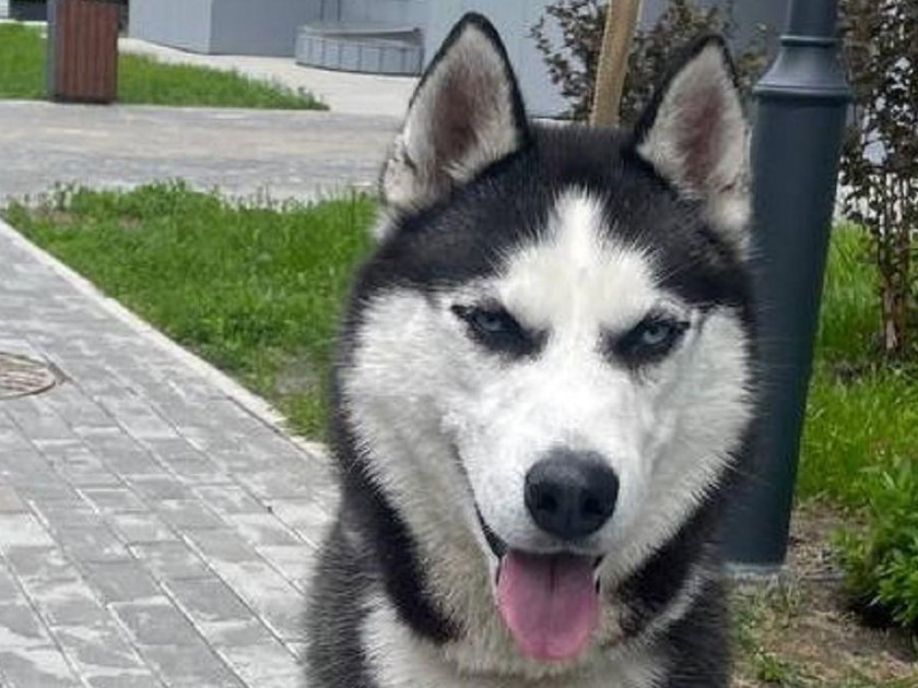 Сибирская хаски девочка