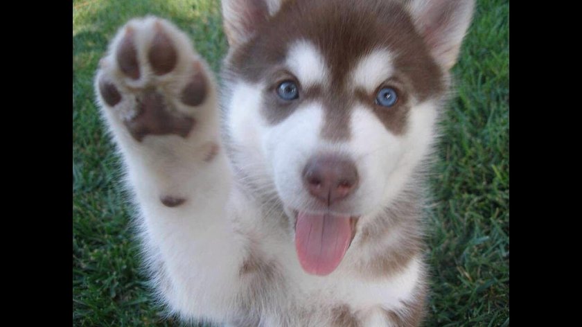 Хаски смешные