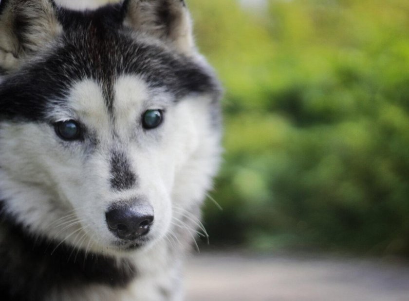 Слепой глаз у хаски