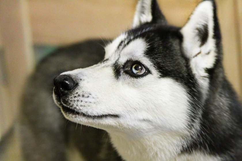 Молодая хаски