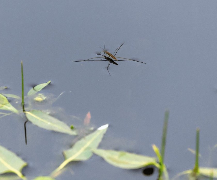Водомерка насекомое