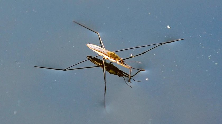 Жук Водомерка