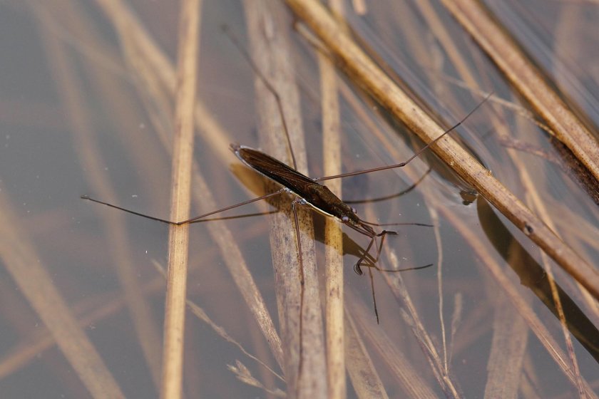 Клоп Водомерка