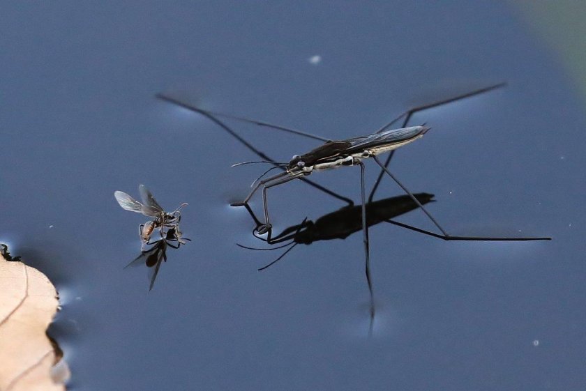 Клоп водомерка