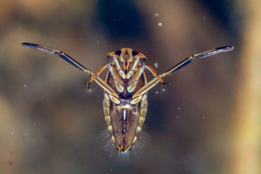 Гладыш обыкновенный notonecta glauca