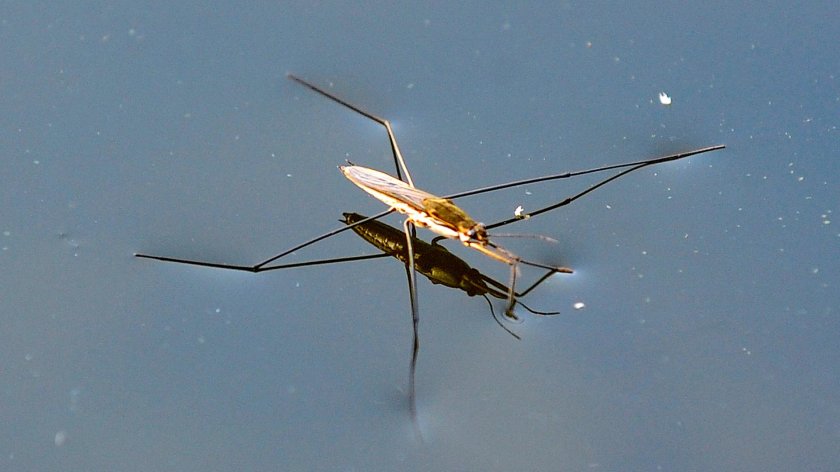 Водомерка клоп