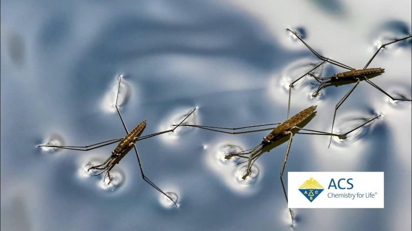 Паук Водомерка