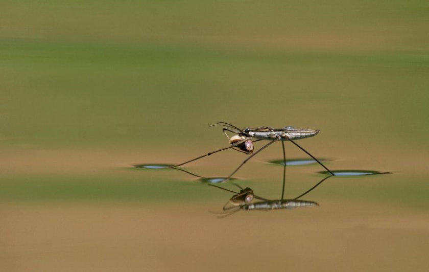 Жук водомерка