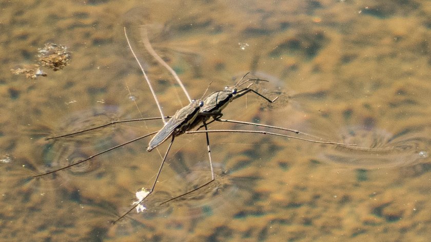 Клоп Водомерка