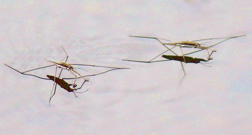 Водомерка Прудовая микроскоп