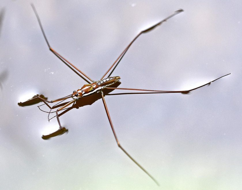 Клоп Водомерка