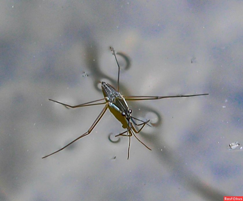 Палочковидные водомерки