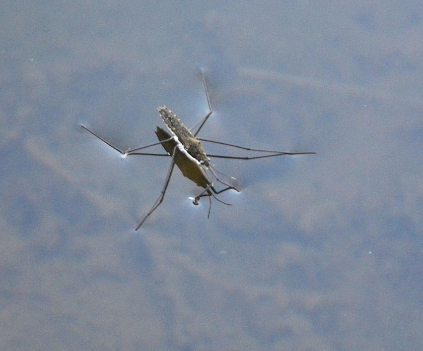 Водомерка обыкновенная