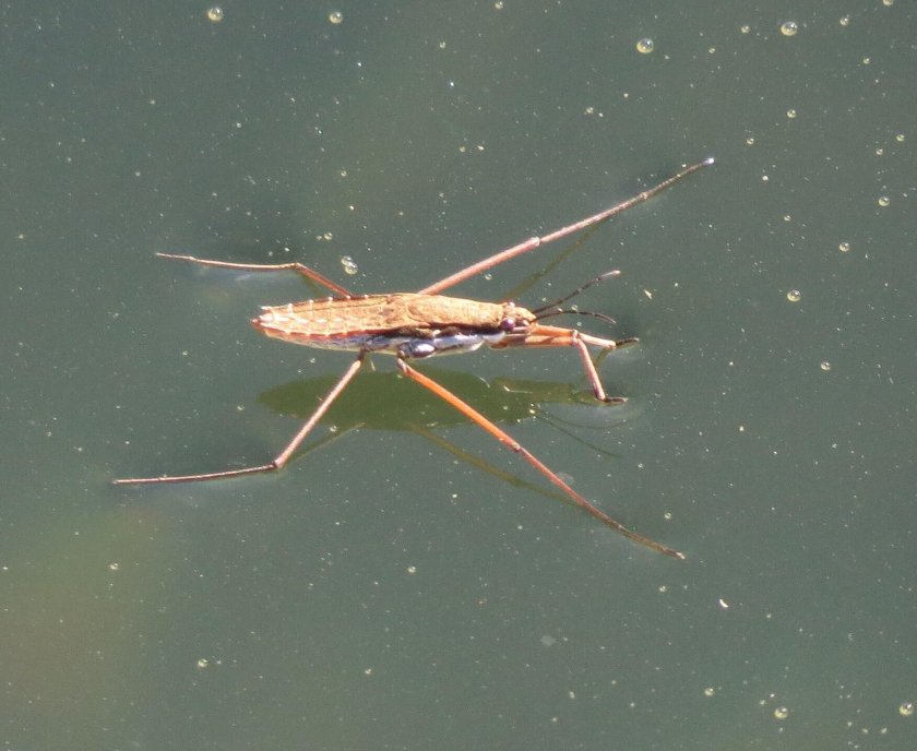 Клоп Водомерка