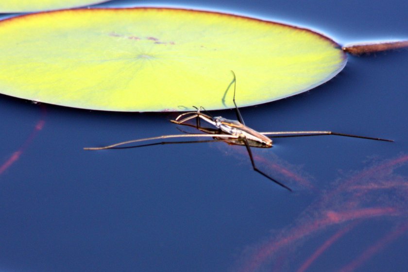 Жук Водомерка