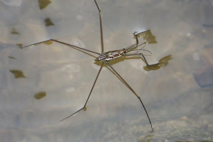 Клоп Водомерка