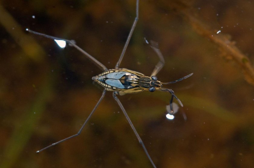 Клоп Водомерка