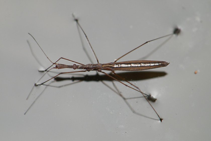 Клоп Водомерка