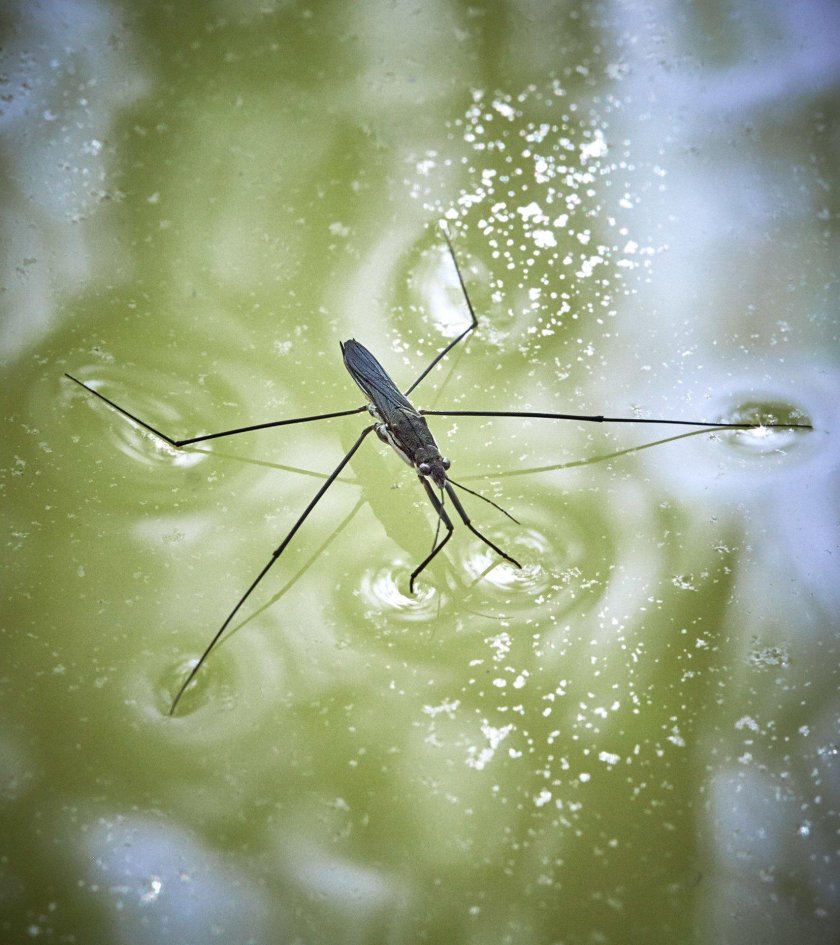 Клоп Водомерка