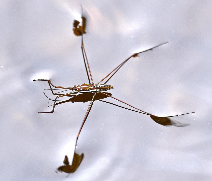 Жук Водомерка