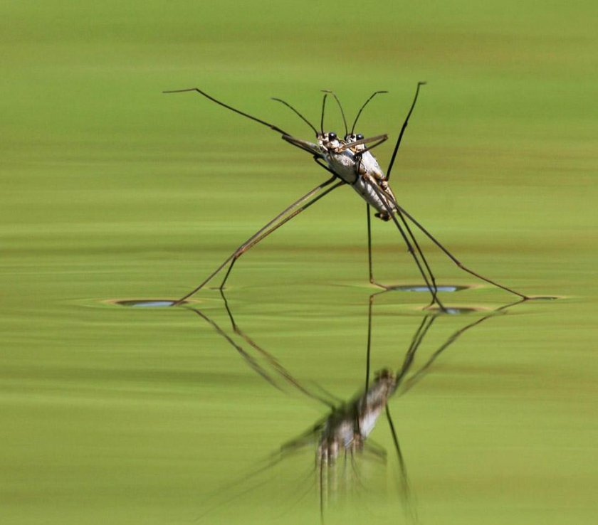 Клоп Водомерка